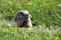 Photograher\PeterWillems: Marmot-11-[PW---Tobadill-AT]